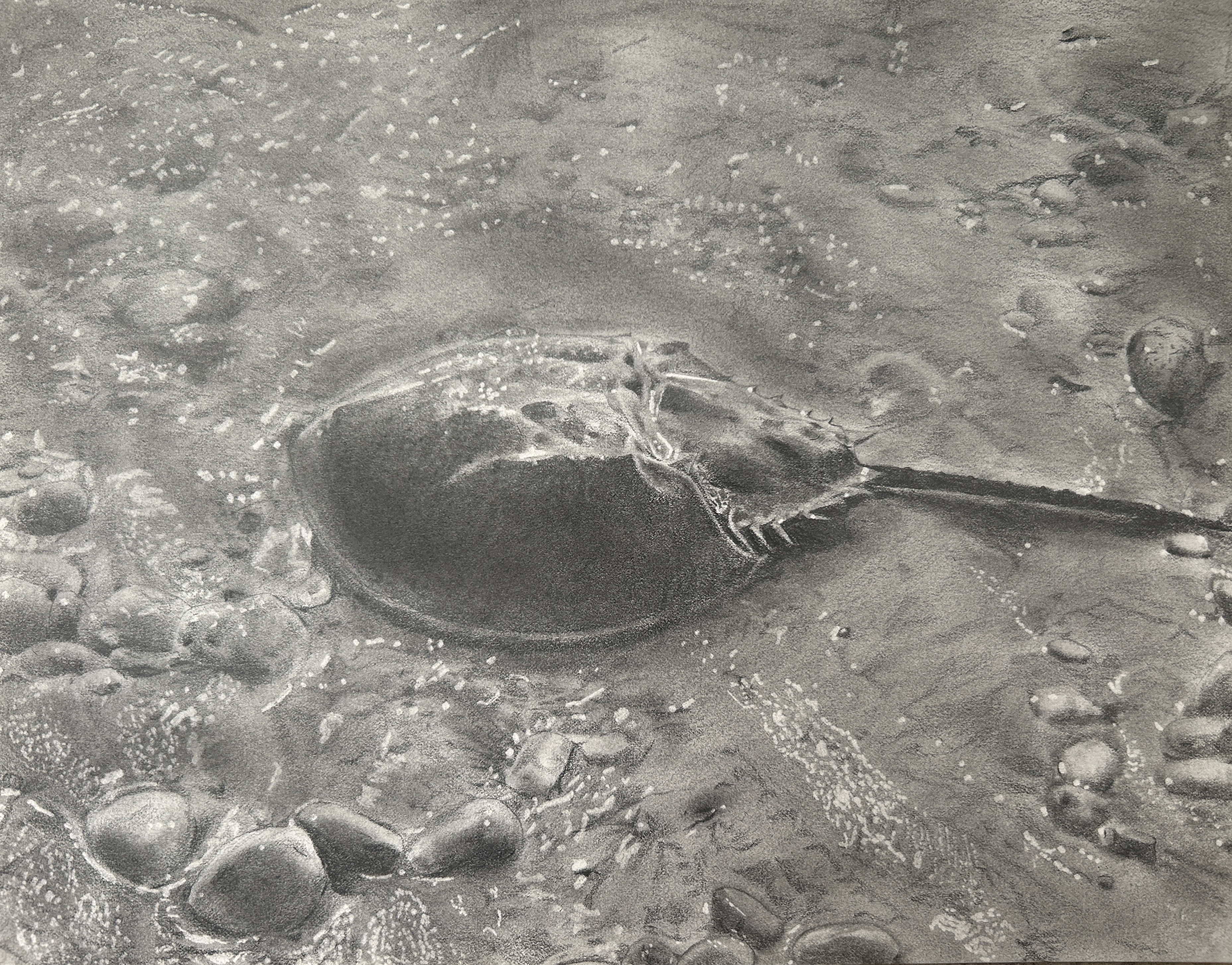 Sun on a Living Ancient — graphite on cotton paper